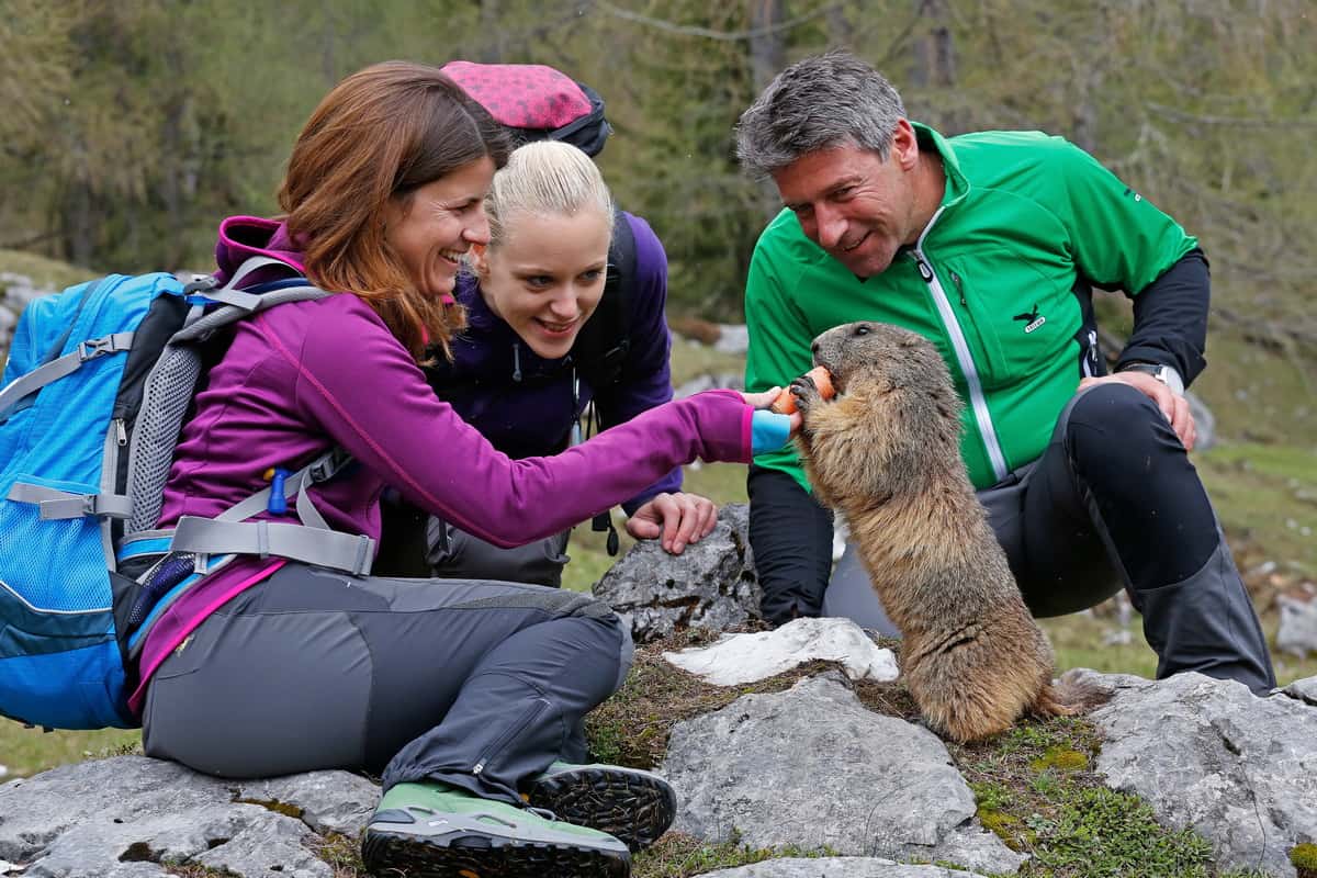 Murmeldjur Alperna Bachlalm Schladming