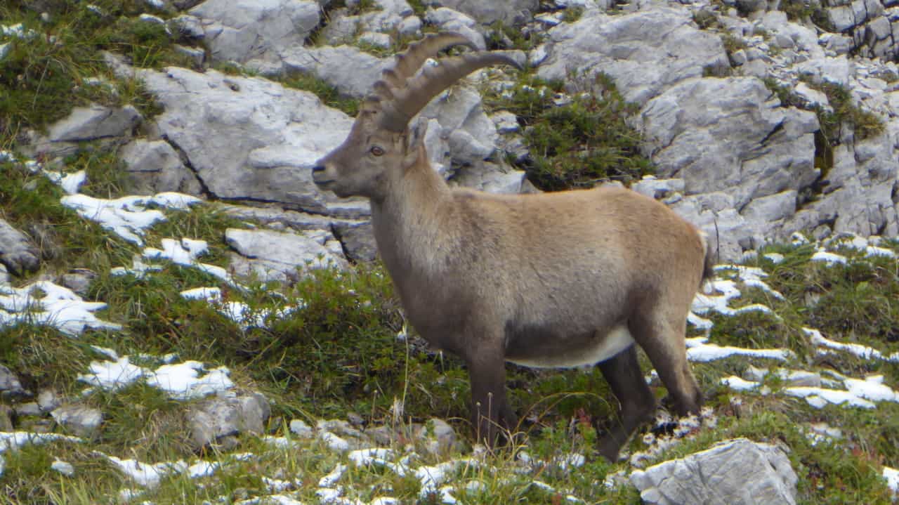Stenbock Steinbock capra ibex © Austria Travel - Rusner
