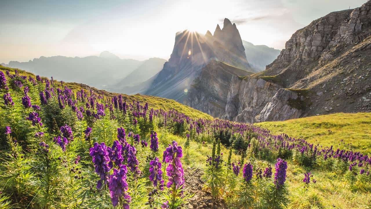 Blomsterprakt i Dolomiterna