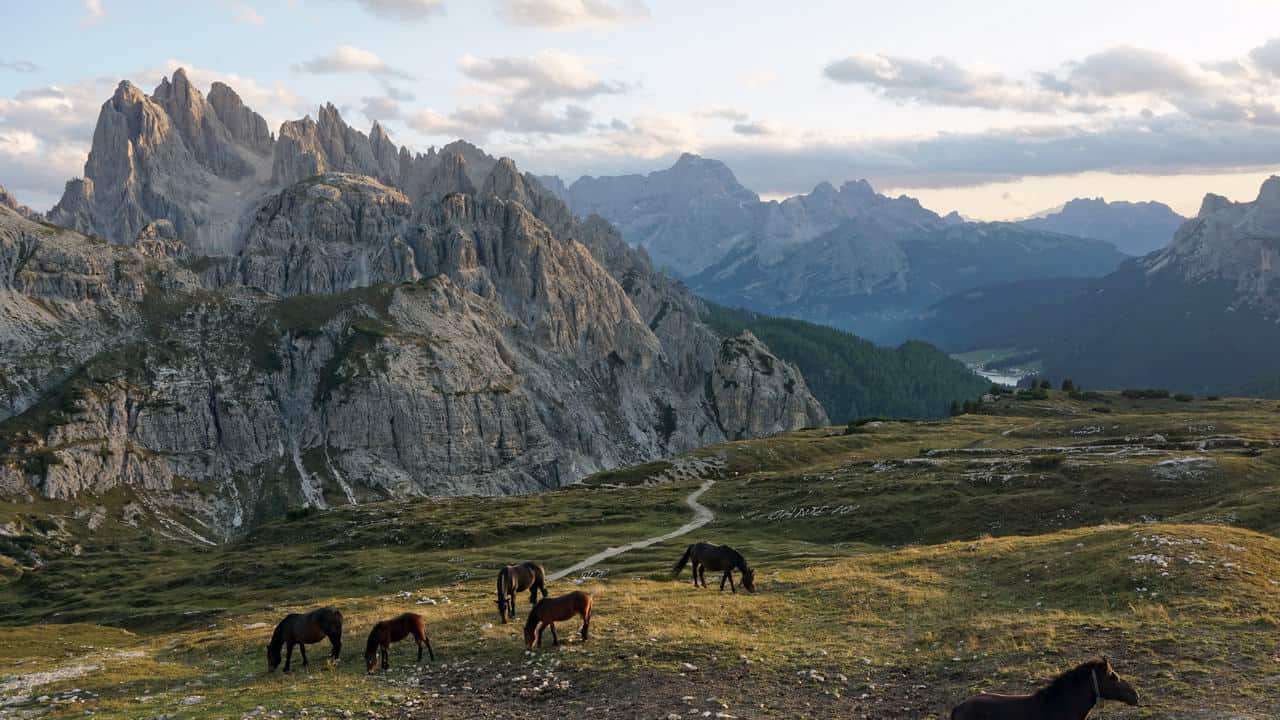 Naturpark Drei Zinnen hästar