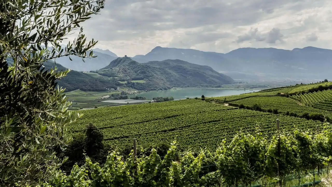 Vingård vid Kalterer See