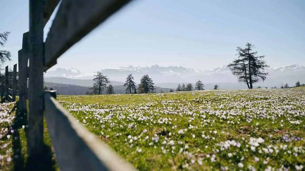 Vinvandring krokusfält Mölten Sydtyrolen