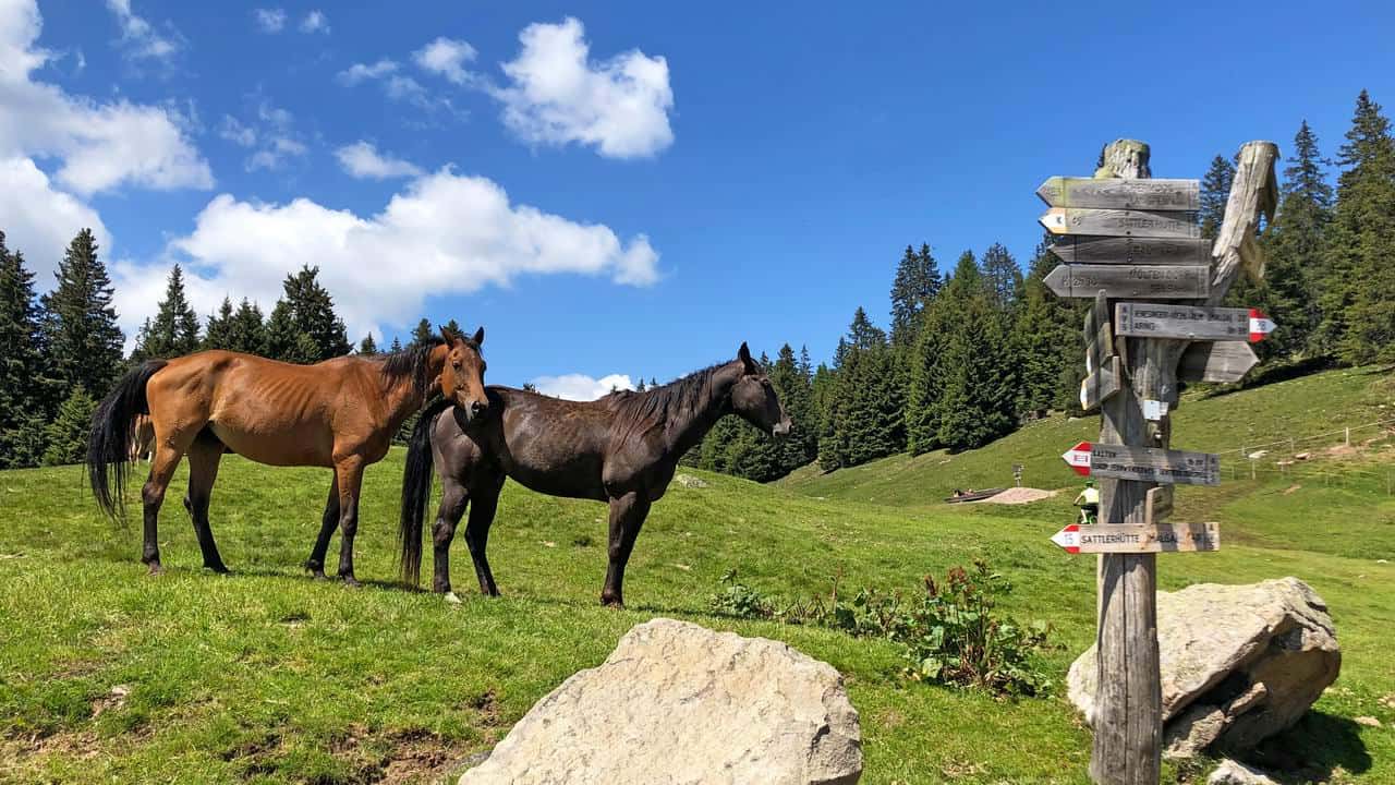 hästar vinvandring i Sydtyrolen