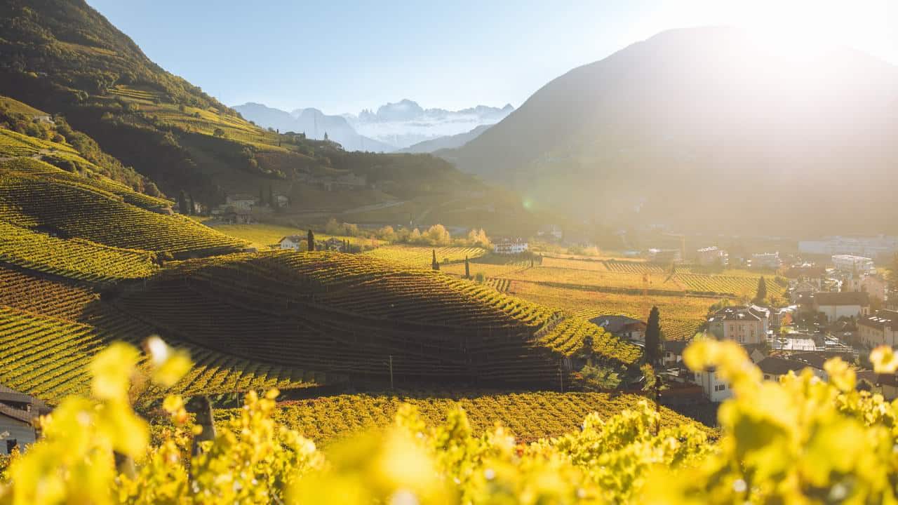Vingårdsvandring Sydtyrolen Bolzano Bozen