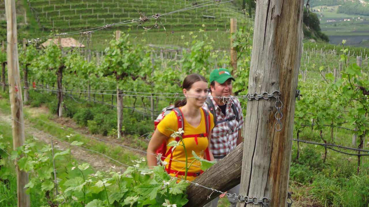 Vinvandring i Sydtyrolen Nals