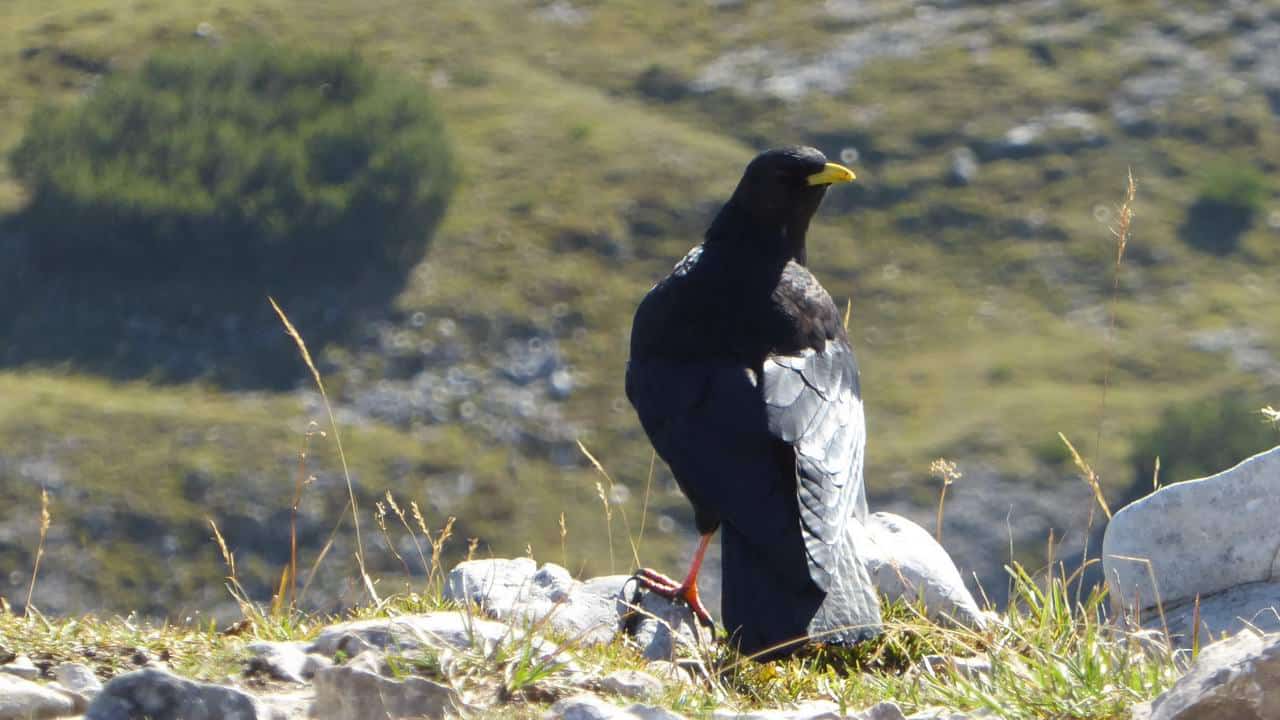 Alpkaja på Strudelkopf © Austria Travel - Rusner