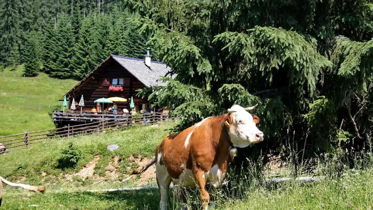 Vandring Iglmoosalm Gosau