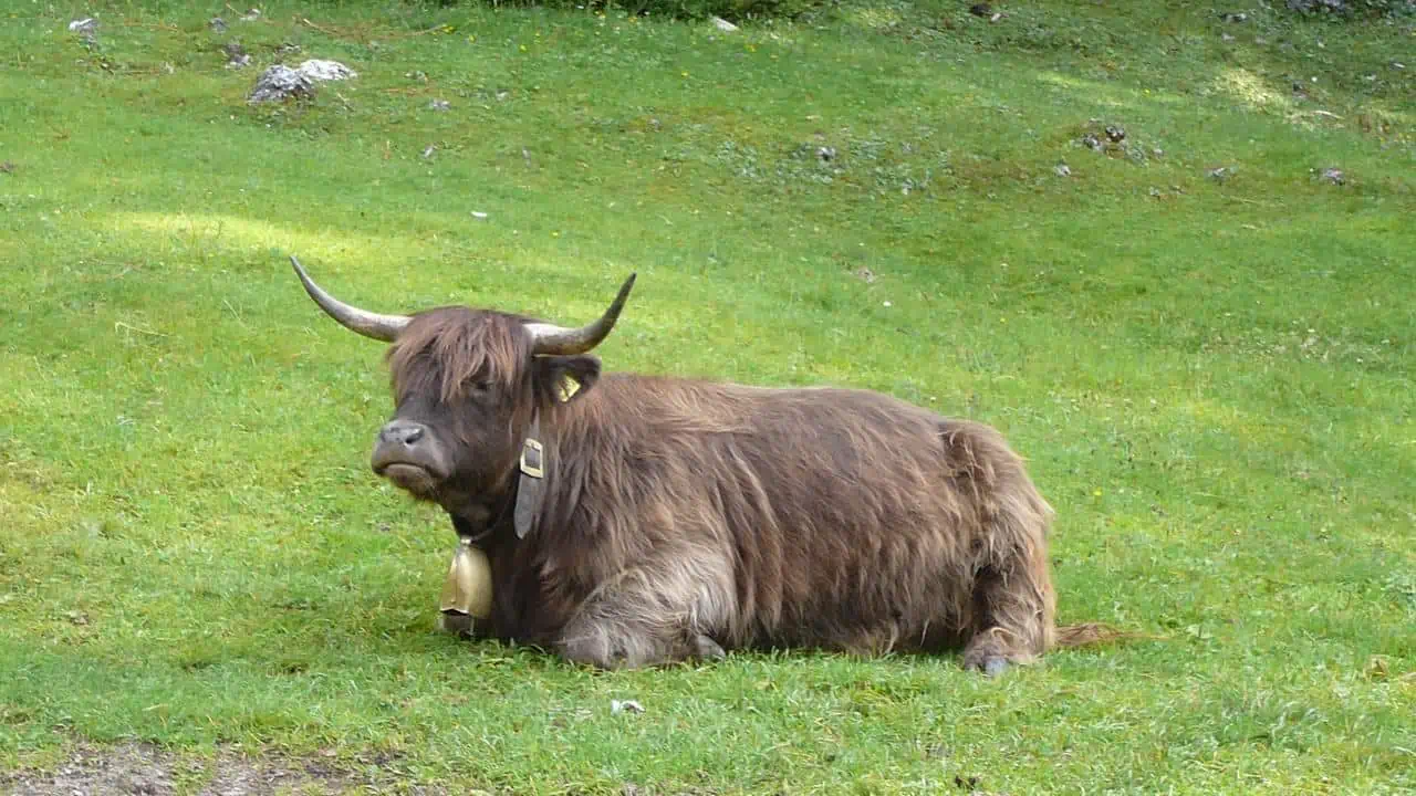 Highlander Fanes-Sennes-Prags naturpark