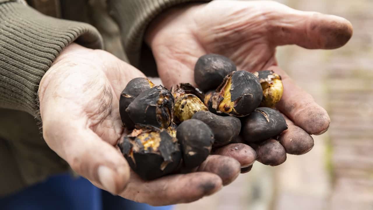 Rostade kastanjer vandring