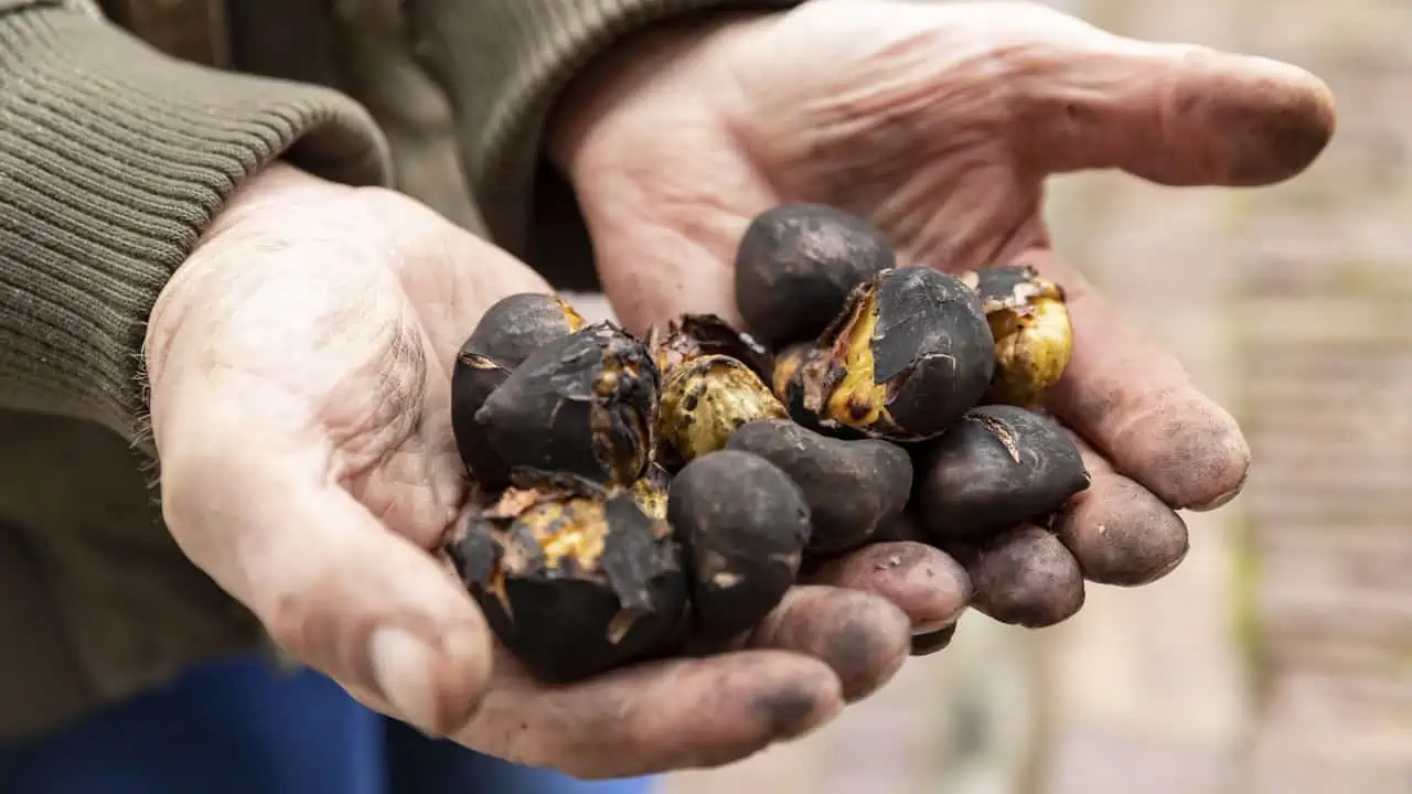 Rostade kastanjer vandring