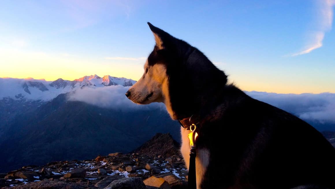 Husky Olperer Hütte vandring Berliner Hütte