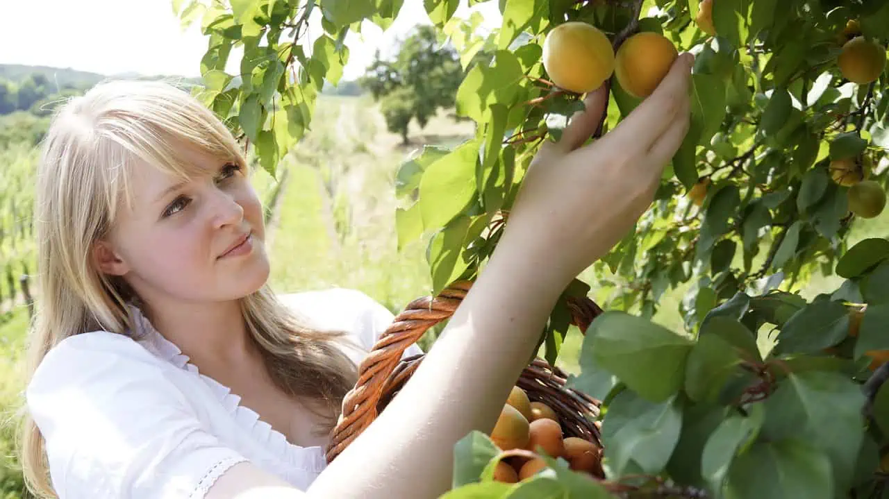 Skörd aprikos Wachau World Heritage Trail