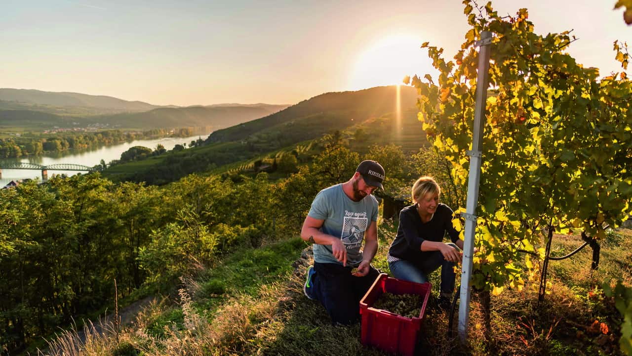 Vandring vingården Stagård Krems Wachau