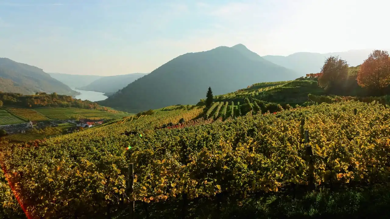 Höst vingårdarna vandring Wachau World Heritage Trail