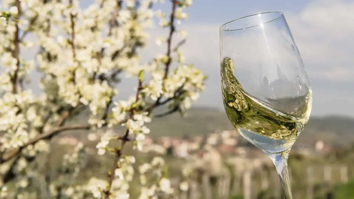 Vår vingårdarna Wachau