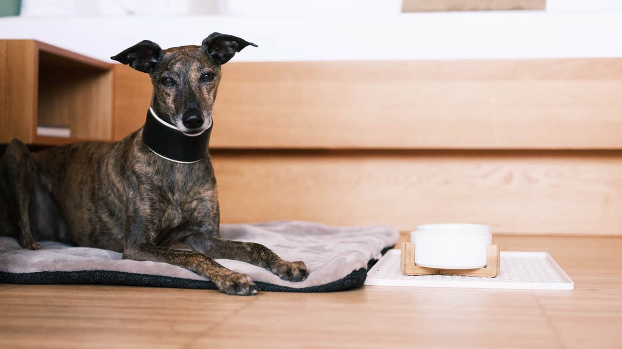 Hund i rum på hotellet