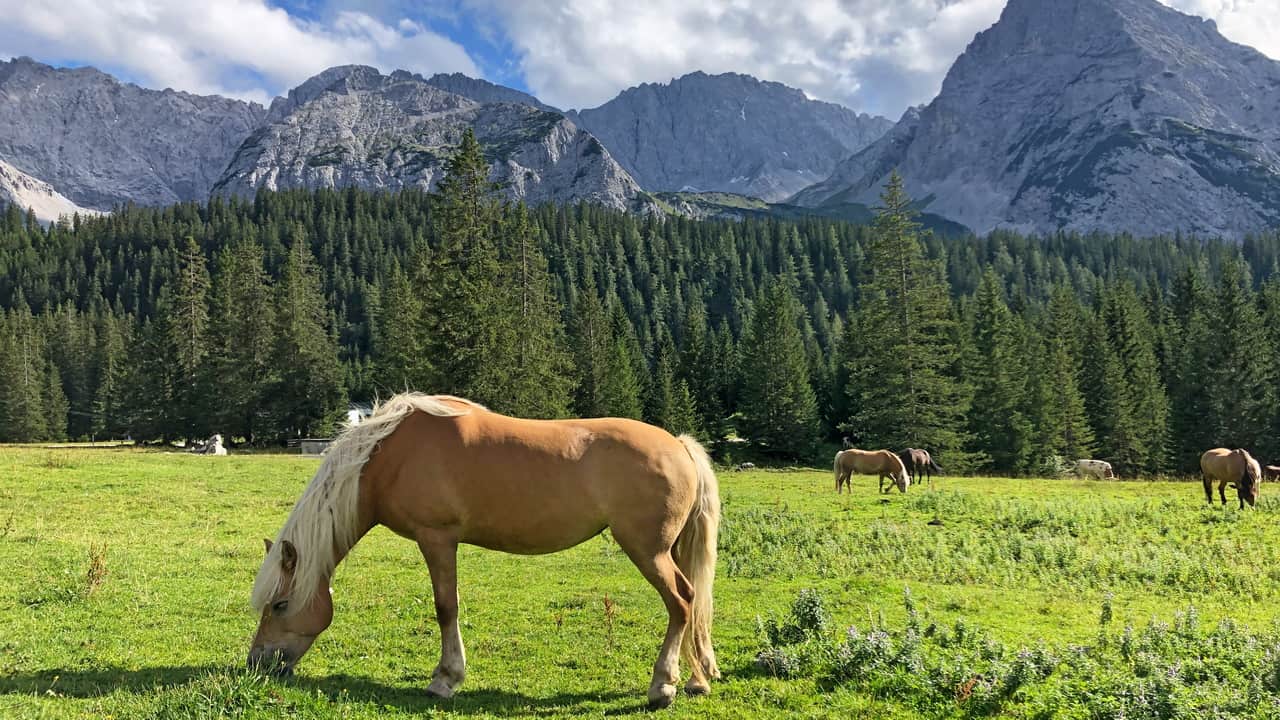Haflinger vid vandringen runt Zugspitze