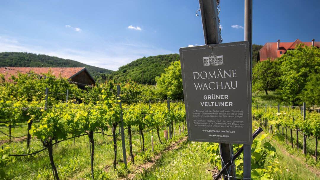 Vingård i Wachau vid Donau Domäne Wachau