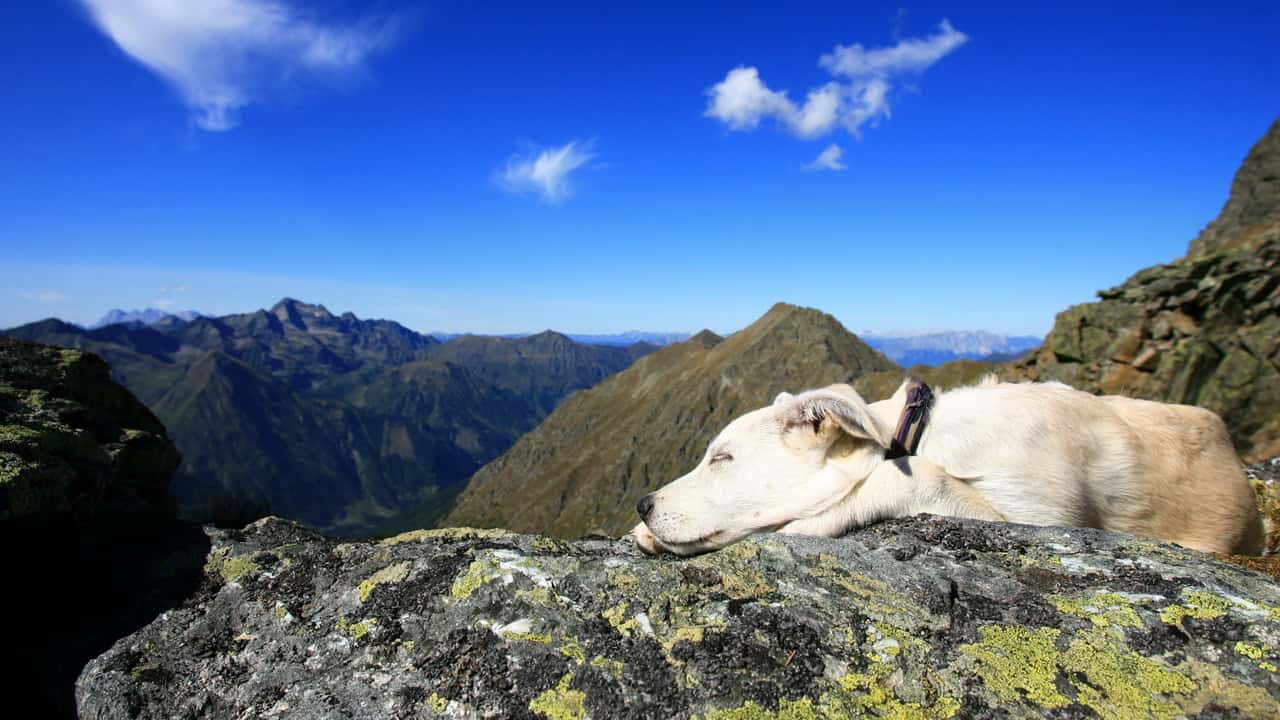 Resa med hund Österrike Italien Alperna