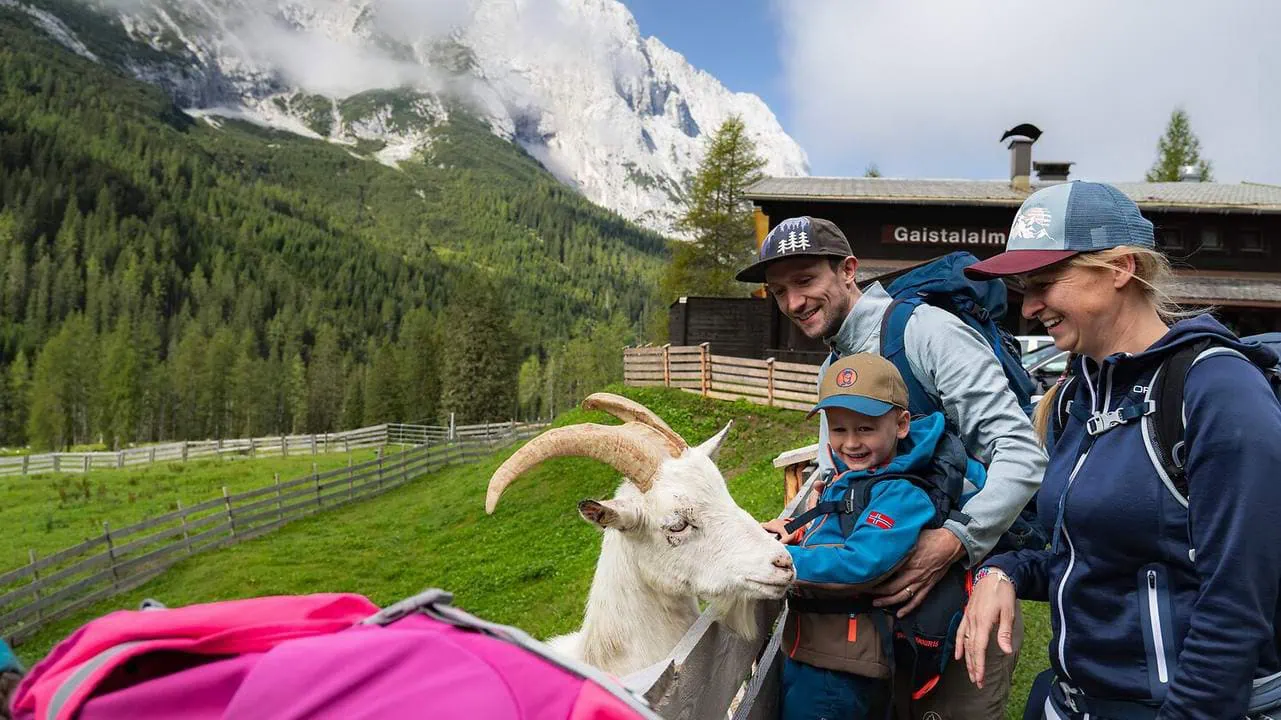 Getter vid fäboden Gaistal familj med barn Region Seefeld