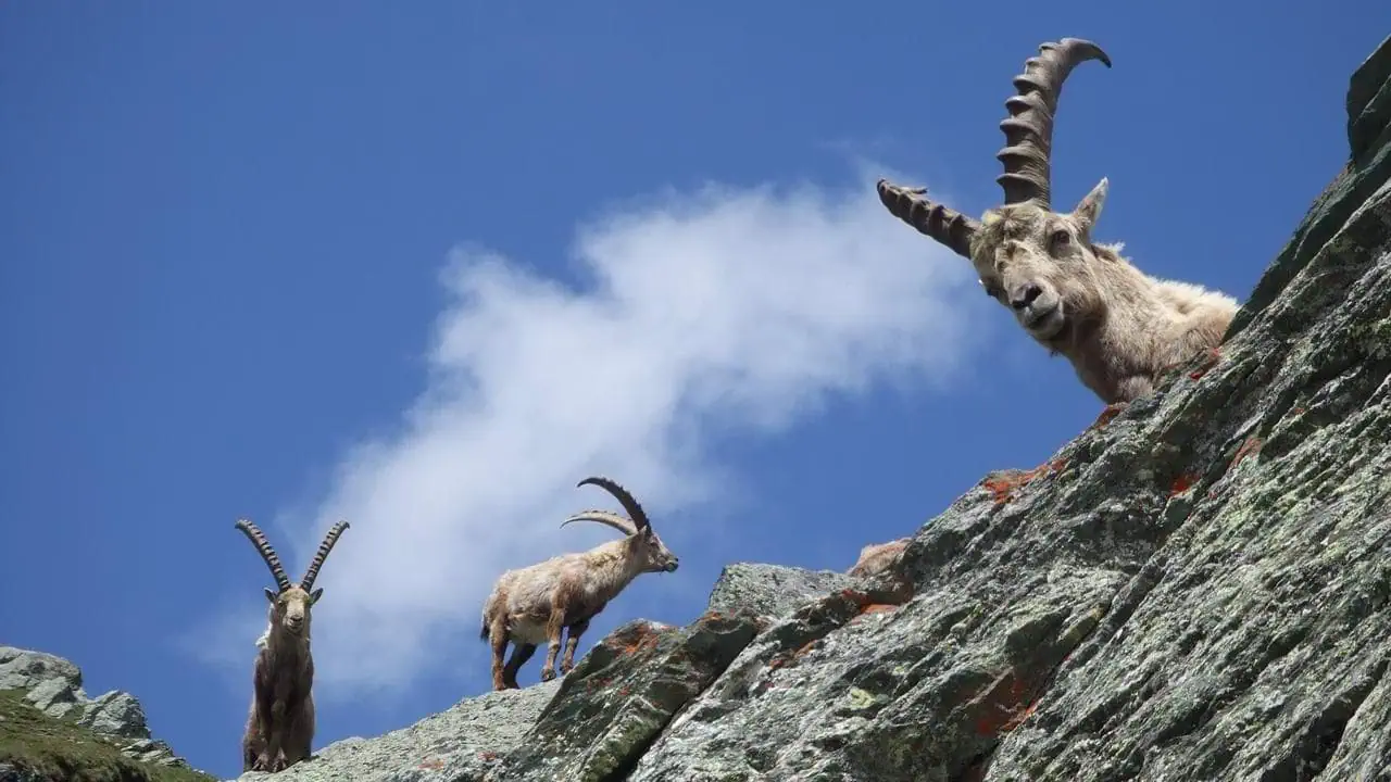 Östtyrolen Kals Grossglockner stenbockar Naturpark Hohe Tauern Osttirol